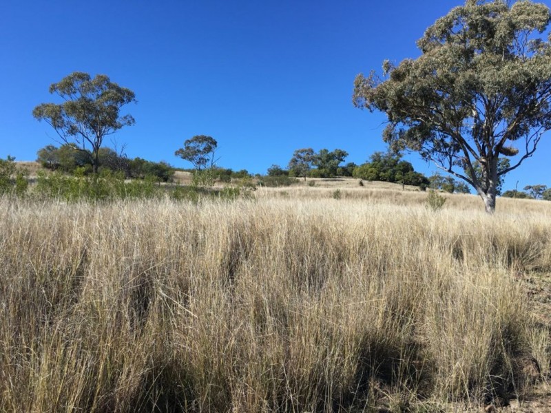 Clifton Rocky Springs Road, Coolatai NSW 2402