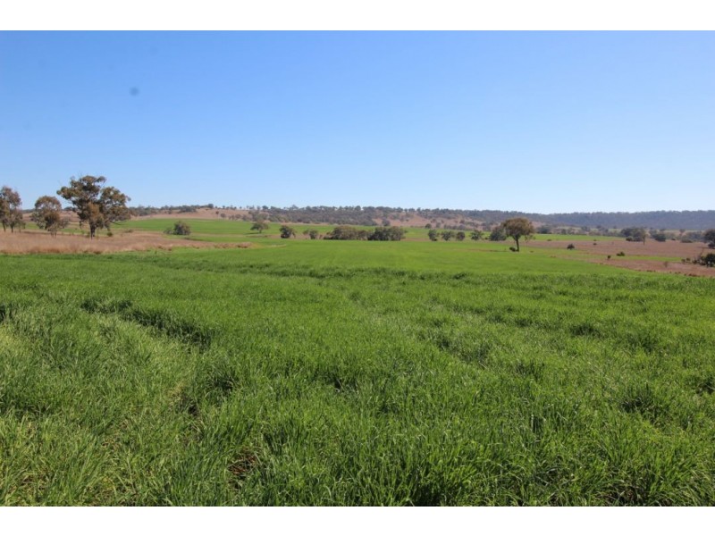 “WARRAGUNDI”, Warialda NSW 2402