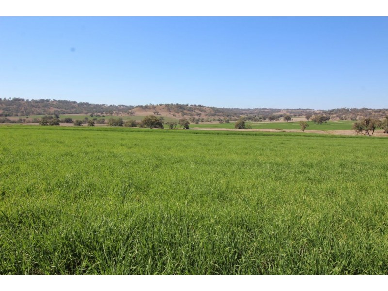 “WARRAGUNDI”, Warialda NSW 2402