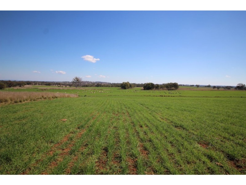 “WARRAGUNDI”, Warialda NSW 2402