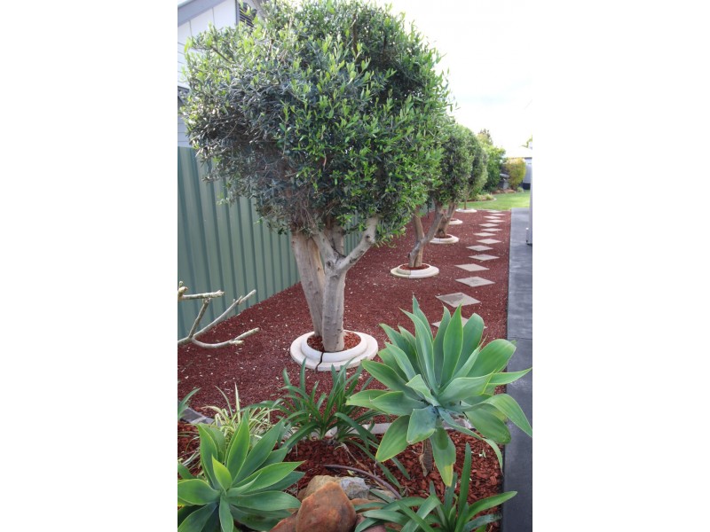 167 HEBER STREET, Moree NSW 2400