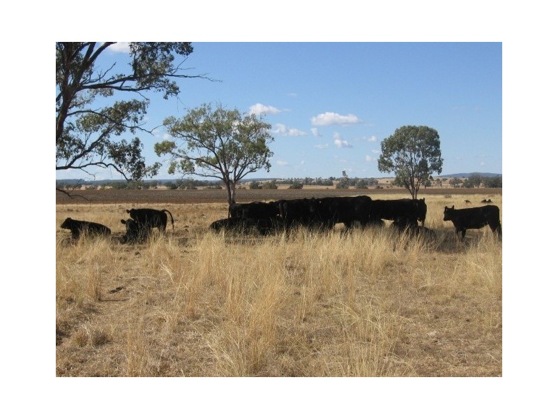 Gravesend NSW 2401