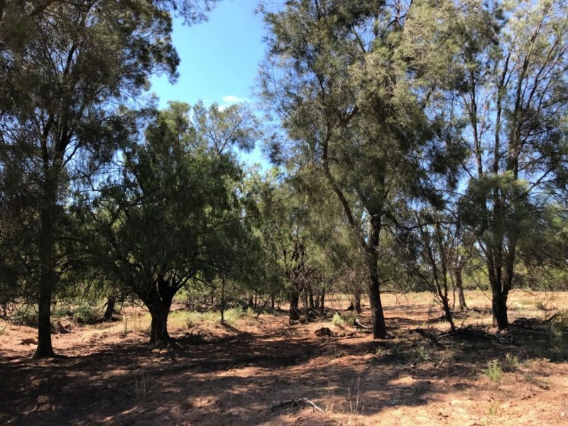 LAGOONA, Pilliga NSW 2388