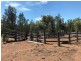 LAGOONA, Pilliga NSW 2388