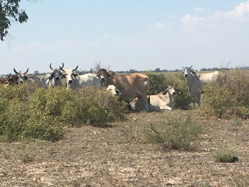 “Yileena”, Moree NSW 2400