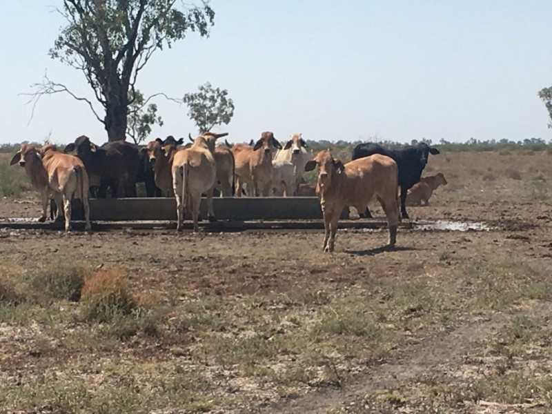 “Yileena”, Moree NSW 2400