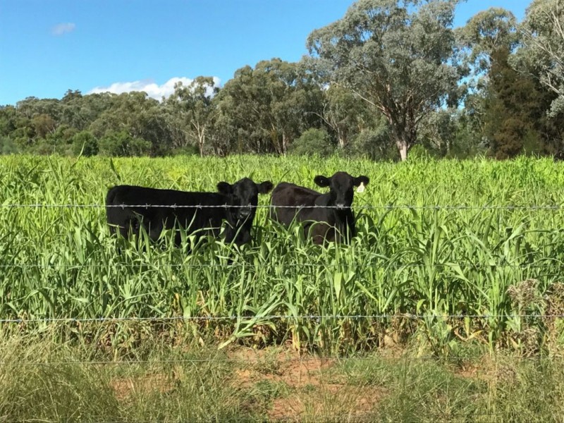 Part Arcadia, Bellata NSW 2397