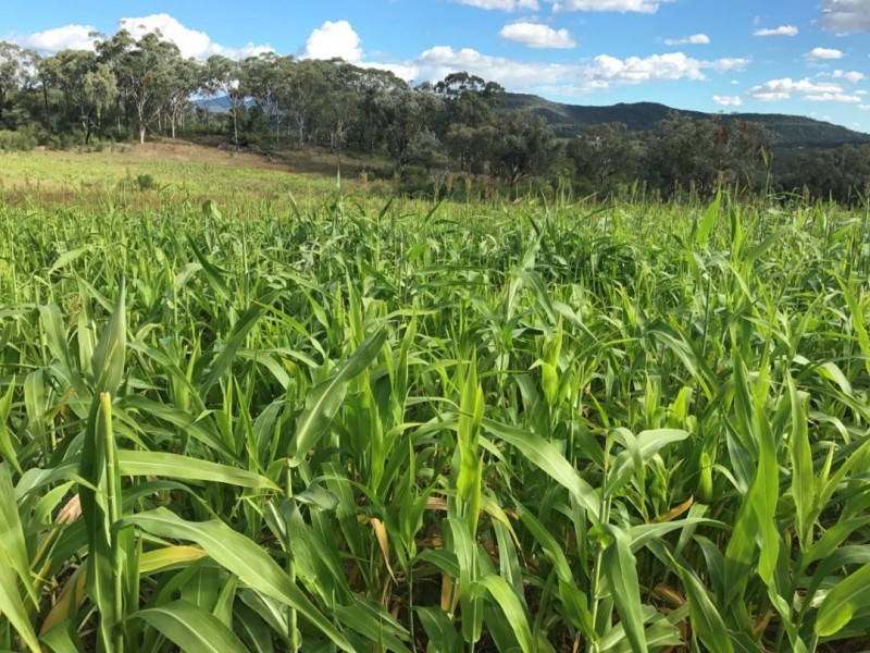 Part Arcadia, Bellata NSW 2397