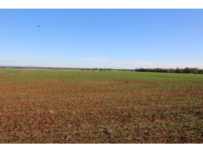 “Bethlee”, Pallamallawa NSW 2399