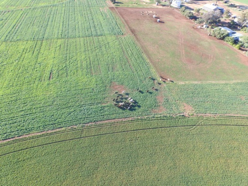 “Bethlee”, Pallamallawa NSW 2399