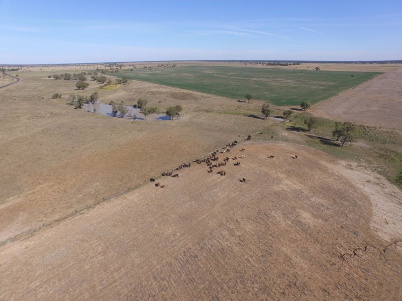 MUTTAMA, Coonamble NSW 2829