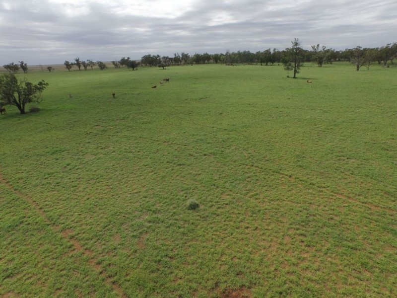 MUTTAMA, Coonamble NSW 2829