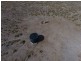 “Myallawa” Gungalman Road, Walgett NSW 2832