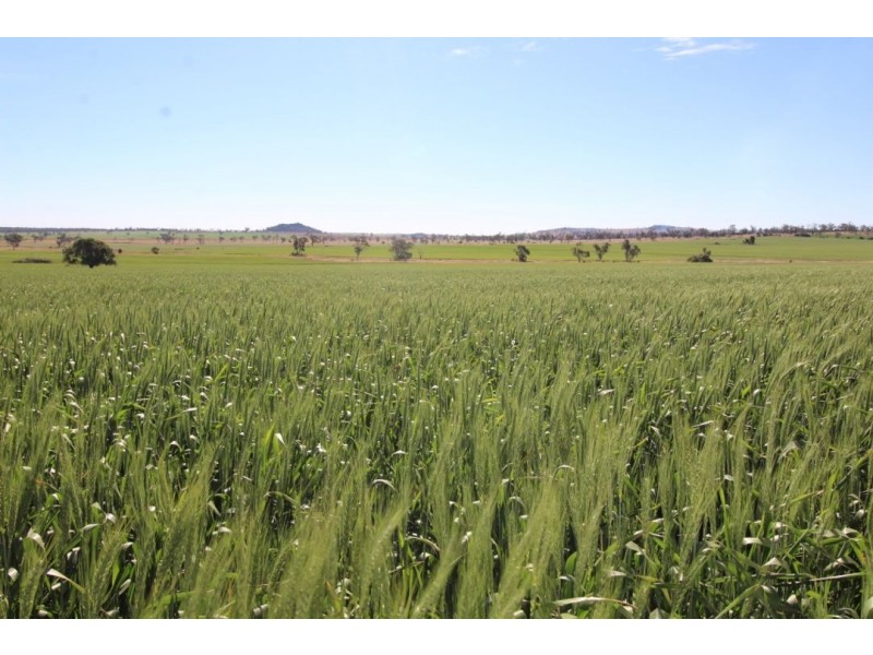 “Larrgahill” & “Wyreema”, Warialda NSW 2402