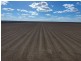 “Bellevue Aggregation”, Mallowa NSW 2400