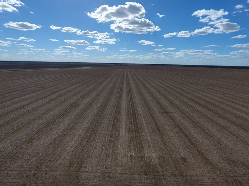 “Bellevue Aggregation”, Mallowa NSW 2400