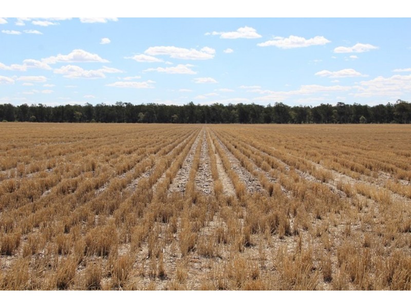 “Bellevue Aggregation”, Mallowa NSW 2400