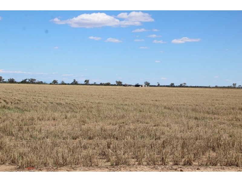 “Bellevue Aggregation”, Mallowa NSW 2400
