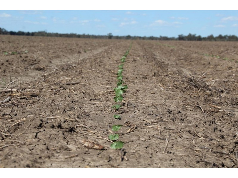 “Bellevue Aggregation”, Mallowa NSW 2400