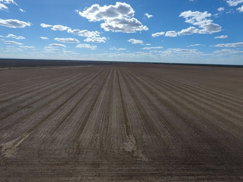 “Bellevue Aggregation”, Mallowa NSW 2400