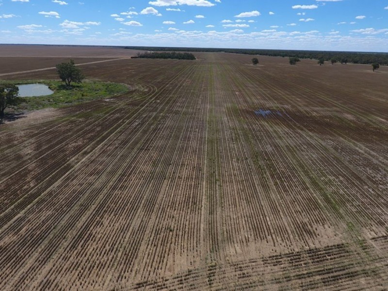 “Bellevue Aggregation”, Mallowa NSW 2400