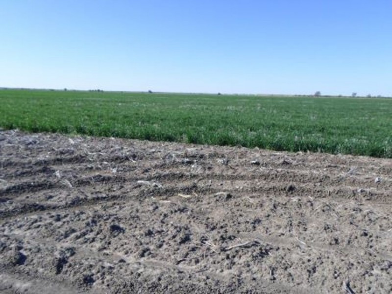 Garrawilla, Mungindi NSW 2406