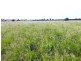 Yagobie, Gravesend NSW 2401