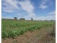 Killarney, Gravesend NSW 2401