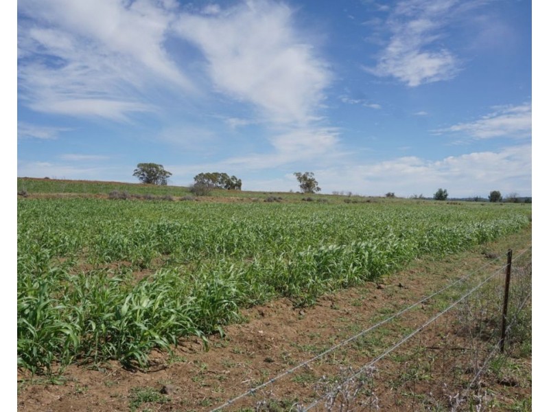 Killarney, Gravesend NSW 2401