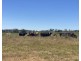 Killarney, Gravesend NSW 2401