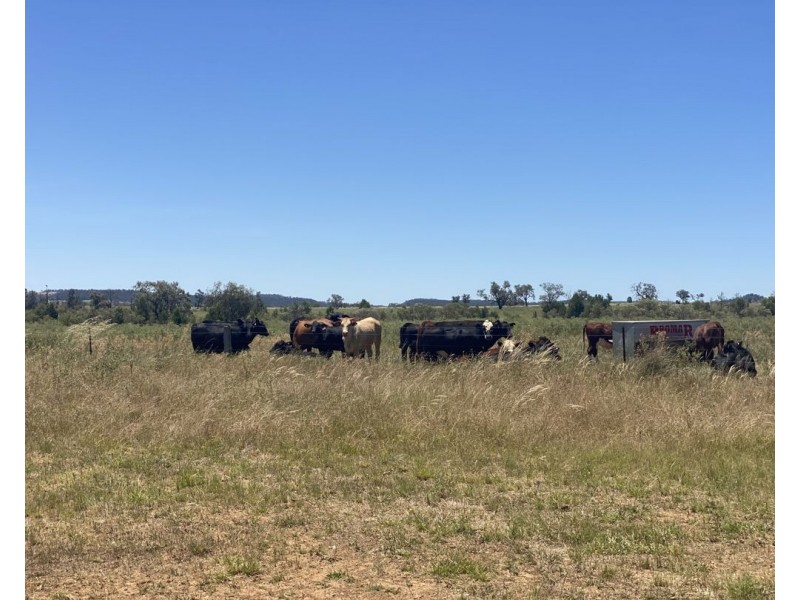 Killarney, Gravesend NSW 2401