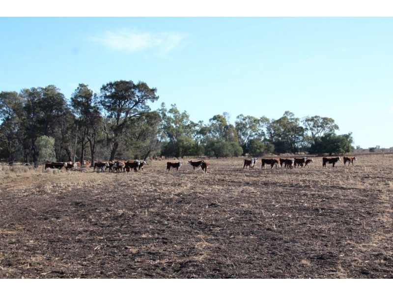 Glenoak, Bellata NSW 2397