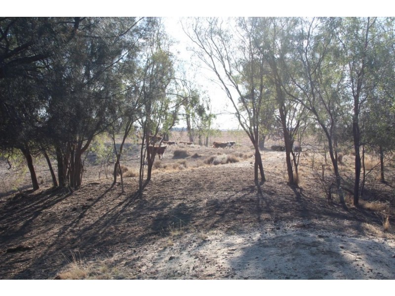 Glenoak, Bellata NSW 2397