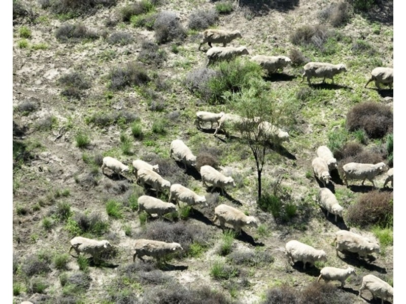 Aberfoyle  Aggregation, Brewarrina NSW 2839