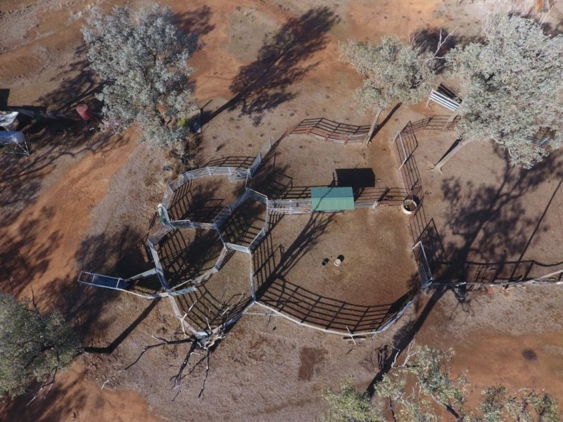 Wadgie Farm, Warialda NSW 2402
