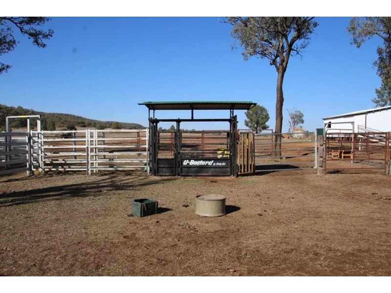 Wadgie Farm, Warialda NSW 2402