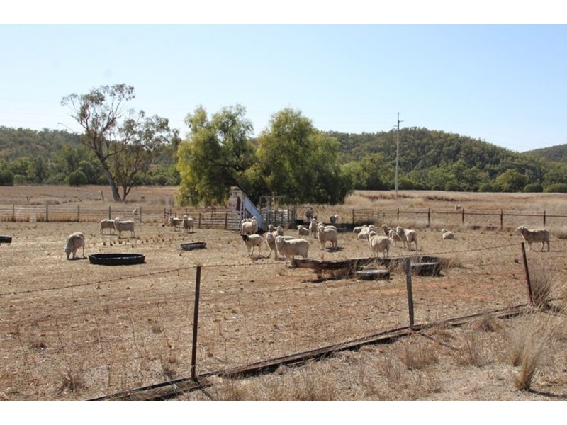 Wadgie Farm, Warialda NSW 2402