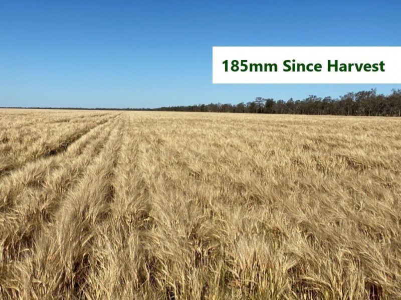 Coolibah South, Mungindi NSW 2406