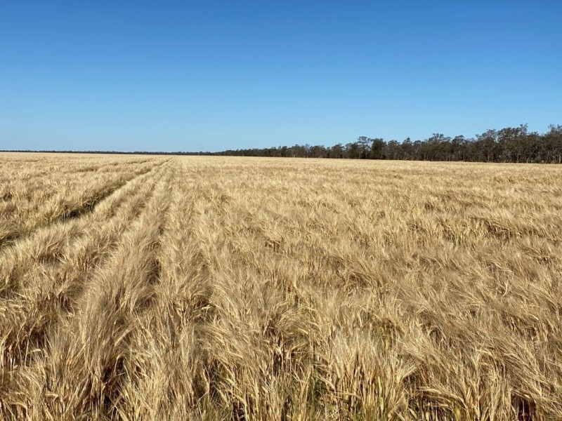 Coolibah South, Mungindi NSW 2406