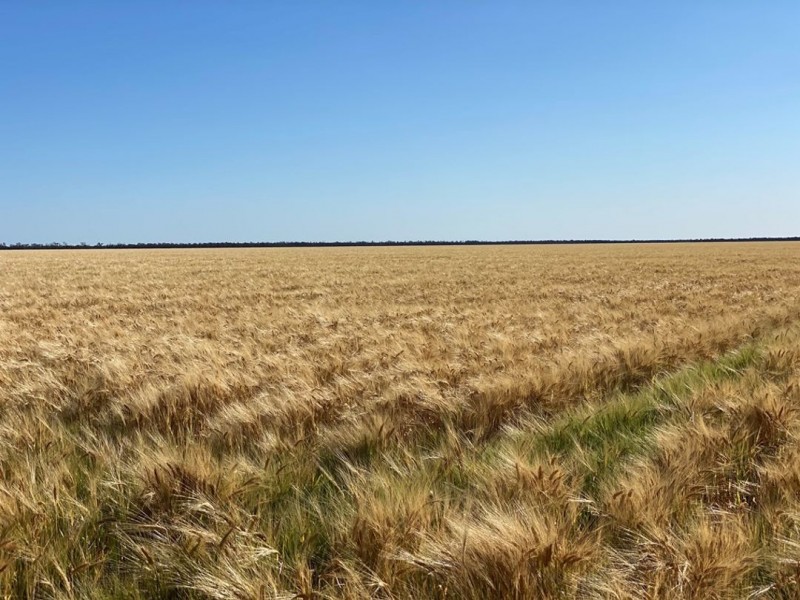 Coolibah South, Mungindi NSW 2406