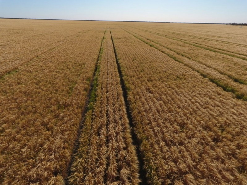 Coolibah South, Mungindi NSW 2406