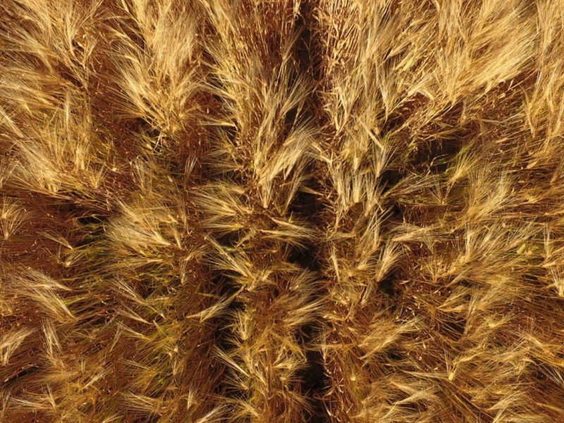 Coolibah South, Mungindi NSW 2406