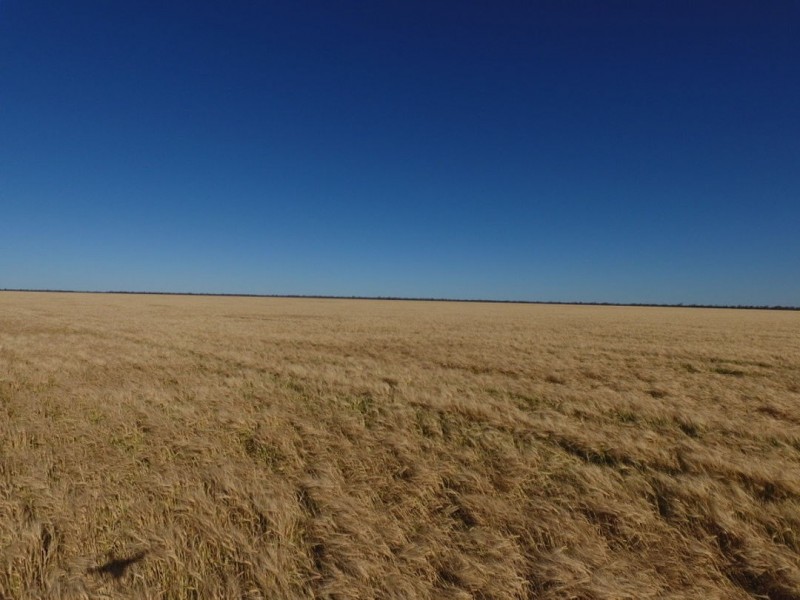 Coolibah South, Mungindi NSW 2406