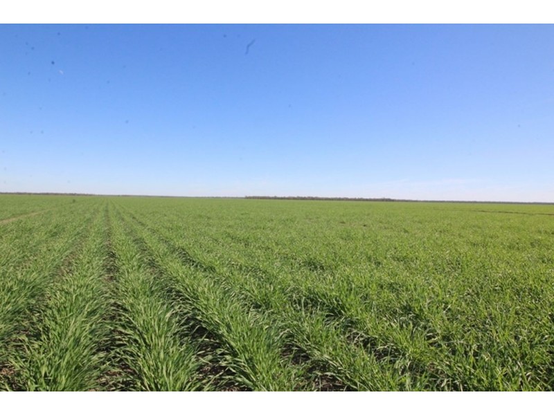 Coolibah South, Mungindi NSW 2406