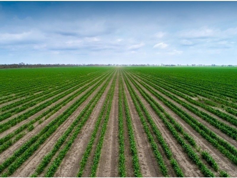 Taraba, Toobeah QLD 4498