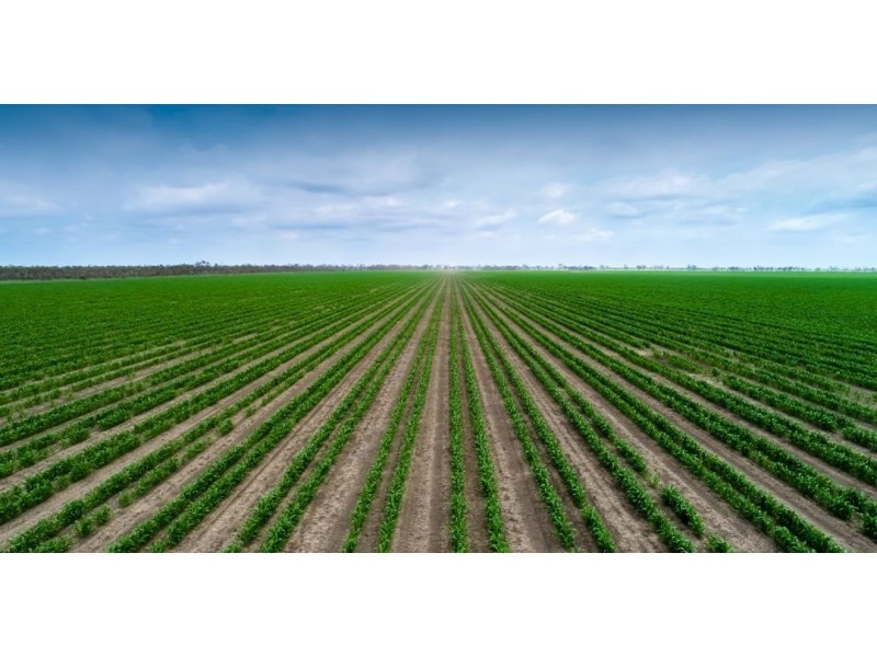 Taraba, Toobeah QLD 4498