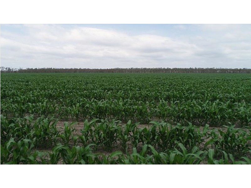 Taraba, Toobeah QLD 4498