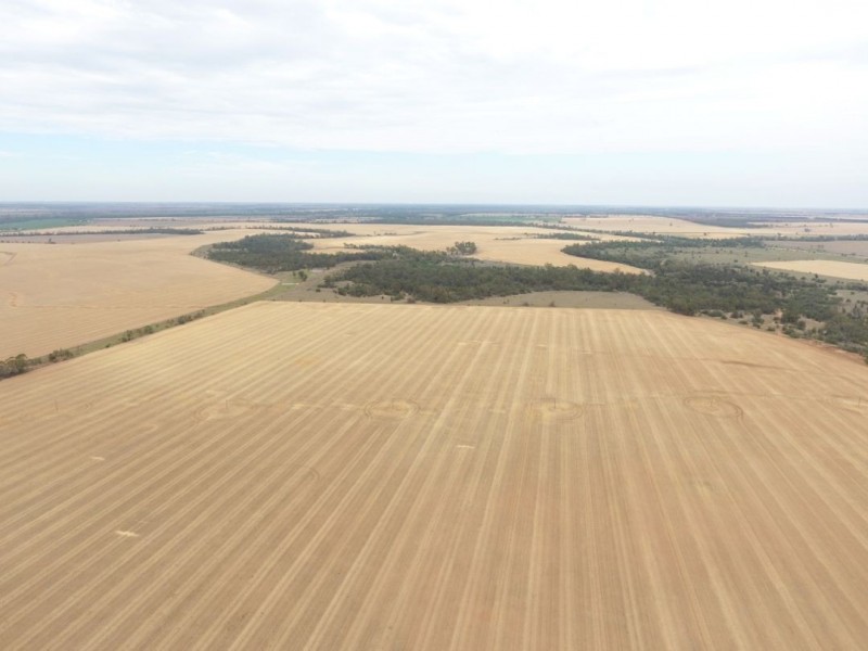 Moonbong Aggregation, Pallamallawa NSW 2399