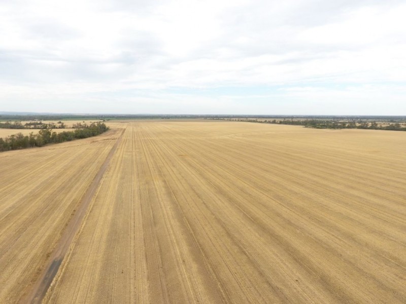 Moonbong Aggregation, Pallamallawa NSW 2399