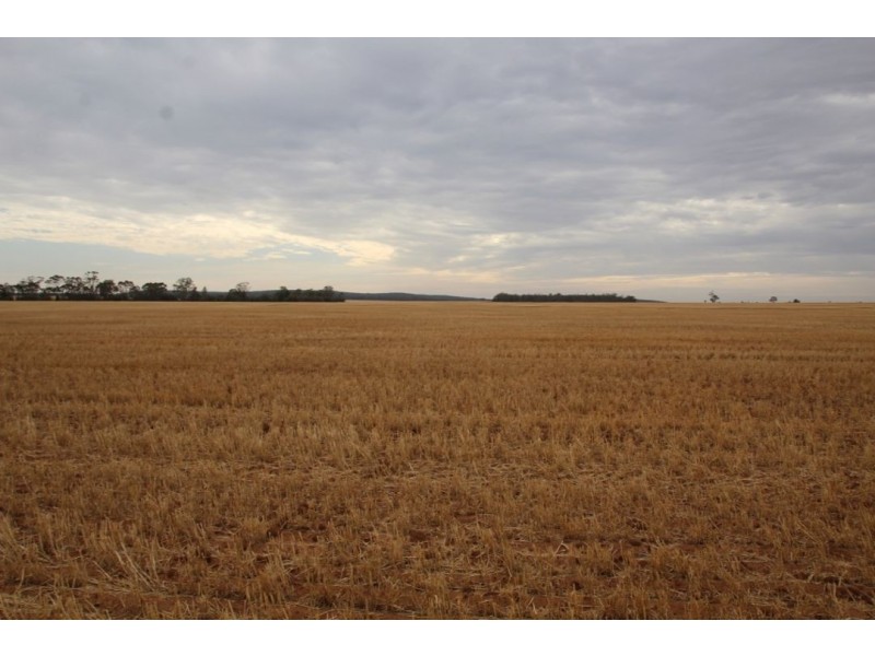 Moonbong Aggregation, Pallamallawa NSW 2399